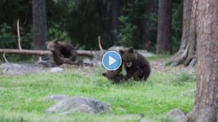 Baby Bears Wrestling Video