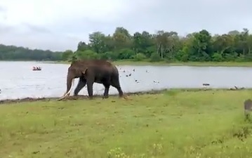 Bhogeshwara the elephant with the longest tusks died his connection with sandalwood smuggler veerappan