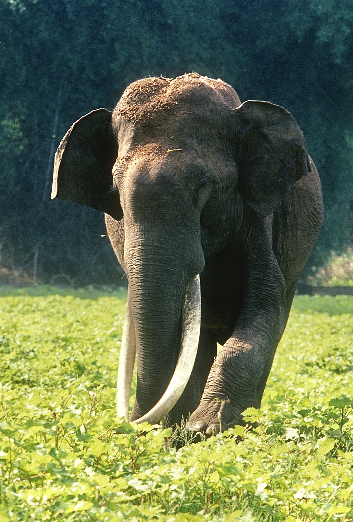 Bhogeshwara the elephant with the longest tusks died his connection with sandalwood smuggler veerappan