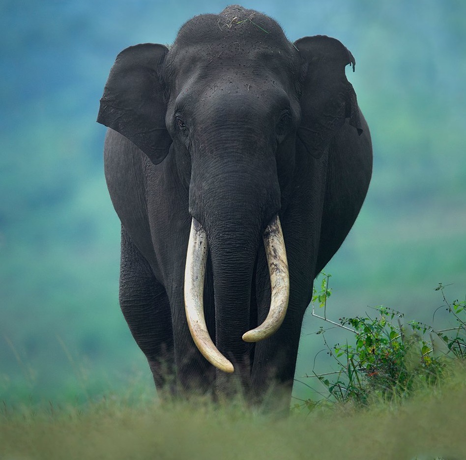 Bhogeshwara the elephant with the longest tusks died his connection with sandalwood smuggler veerappan