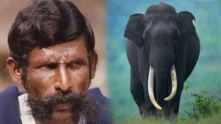 Bhogeshwara the elephant with the longest tusks died his connection with sandalwood smuggler veerappan