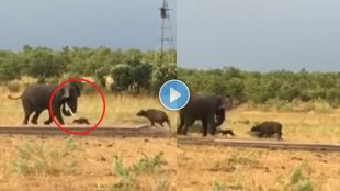 Buffalo and Elephant Video