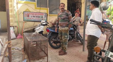 Forest department action against buisnessman of Dombivli over mongoose