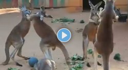 कांगारूंची अशी रंजक झुंज तुम्ही याआधी पाहिली नसेल, Video Viral