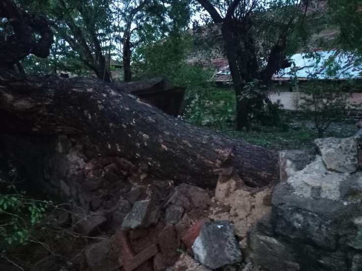 कणान नगर मधे मार्शल हॉल जवळील भाले यांच्या घरावर चिंचेचे मोठे झाड पडल्याने. भाडेकरूंच्या घरातील प्रापंचिक साहित्याचे प्रचंड नुकसान झाले आहे.