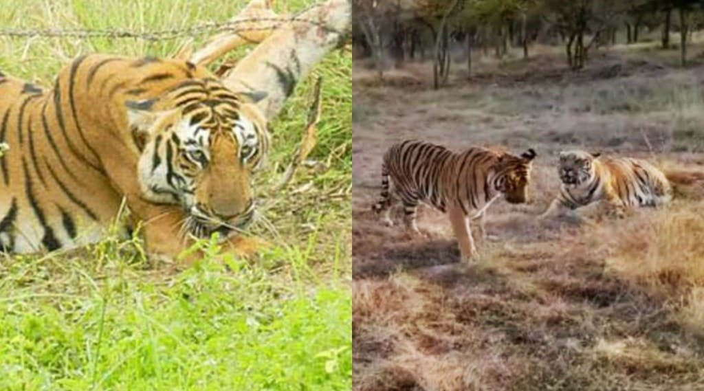 Lee Tigress Rajkumar Tiger Nagpur