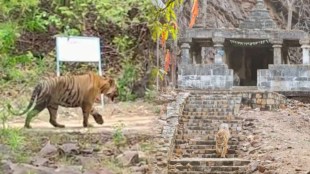 Matka tiger Ramdegi Temple Vidarbha