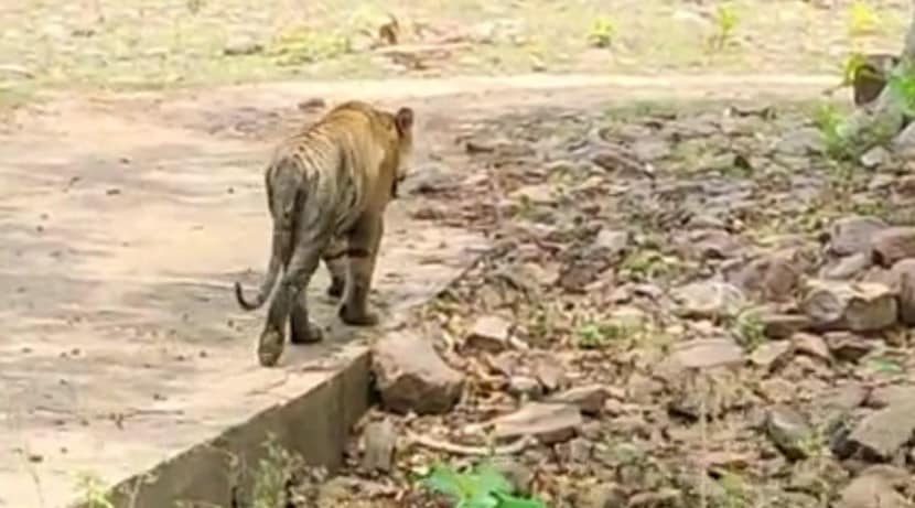 पण आजतागायत त्याने कधी कुणाला दुखापत केली नाही आणि म्हणूनच तो पर्यटकांचा देखील लाडका झाला आहे.