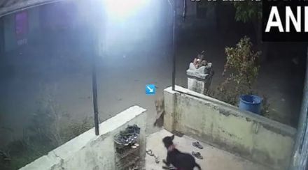 Leopard, Nashik, Leopard Attack Dog,