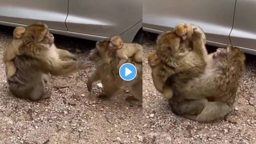 Monkey-Video-Viral