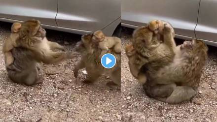 Monkey-Video-Viral