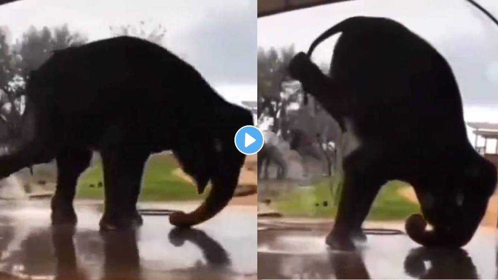 Elephant-Headstand