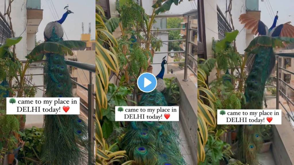 Peacock-Viral-Video
