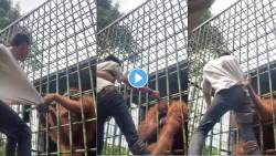 अरेरे! न जाणे काय दुर्बुद्धी सुचली; पिंजऱ्यातल्या Orangutan ची छेड काढली, मग चांगलीच अद्दल घडवली, पाहा VIRAL VIDEO