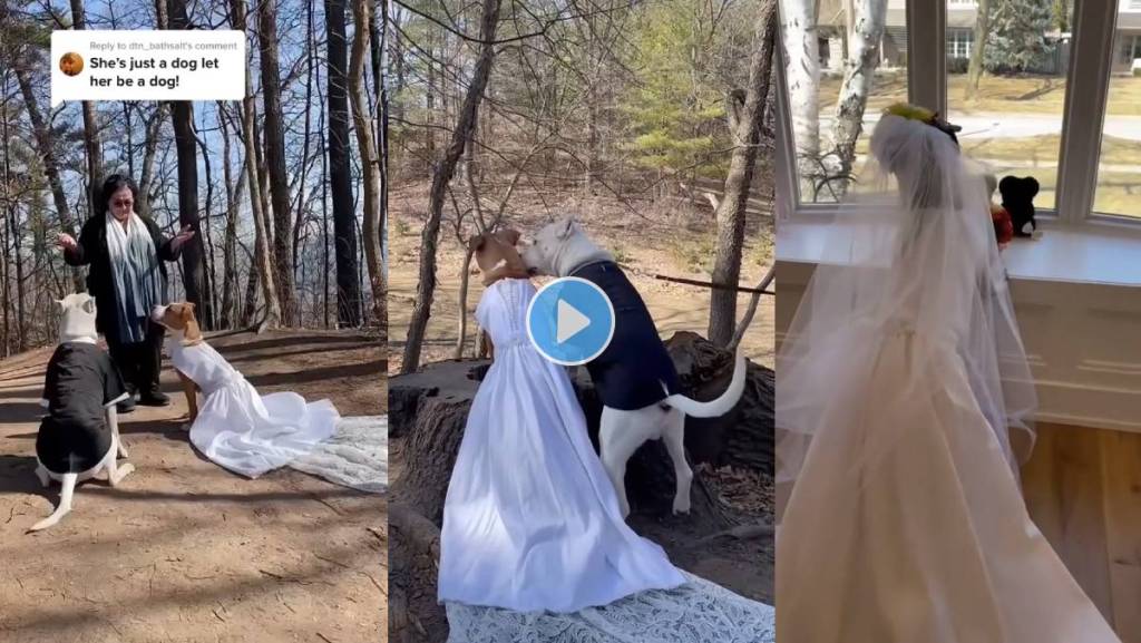 Dog-Bitch-Marriage