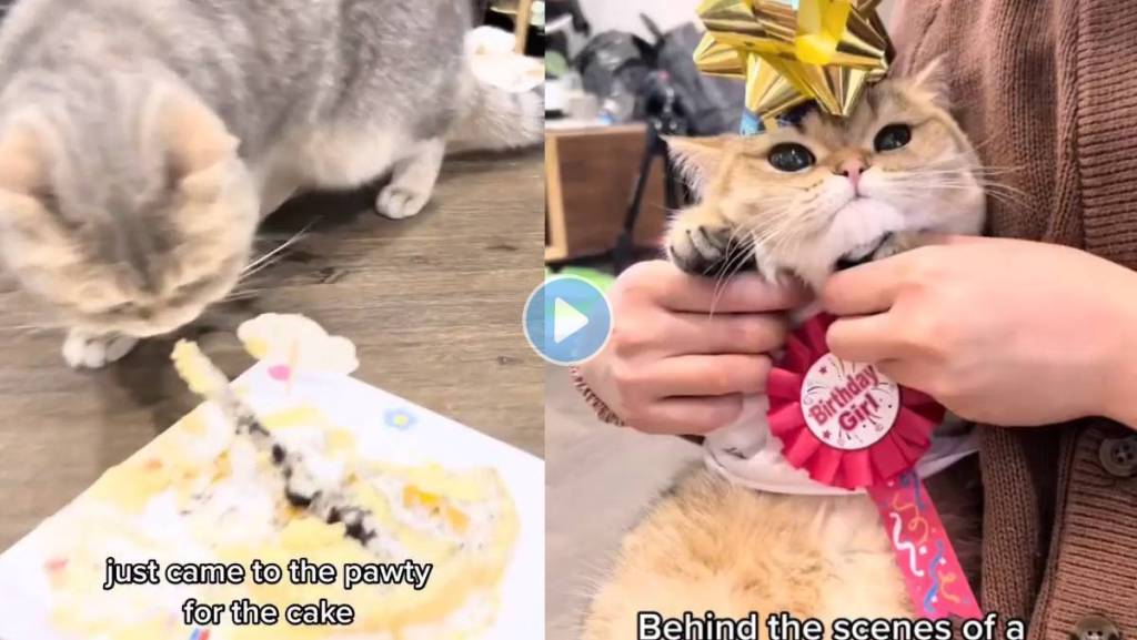Cat-Viral-Video