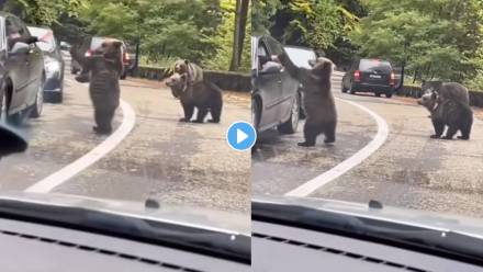 Bear-Viral-Video Bear-Viral-Video