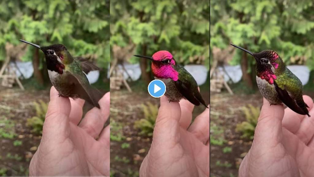 Hummingbird-Viral-Video
