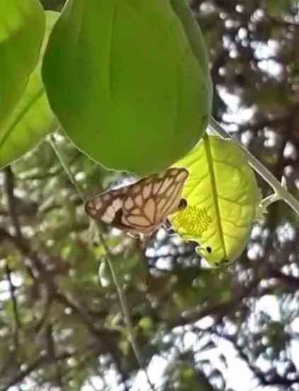त्यापैकी 178 प्रजाती एकट्या महादरेच्या जंगलात पाहायला मिळतात.
