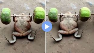 frog lifting weights