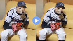 हा कुत्रा आहे की माणूस? इन्स्टाग्रामवर Viral होणाऱ्या व्हिडीओने नेटकऱ्यांना पाडलं बुचकळ्यात