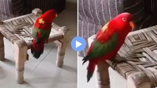 talking parrot