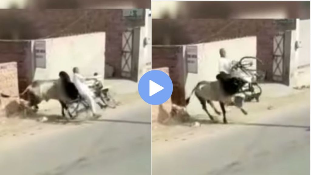 An old man riding a bicycle on the road was picked up on a bull horn