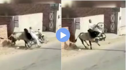 An old man riding a bicycle on the road was picked up on a bull horn