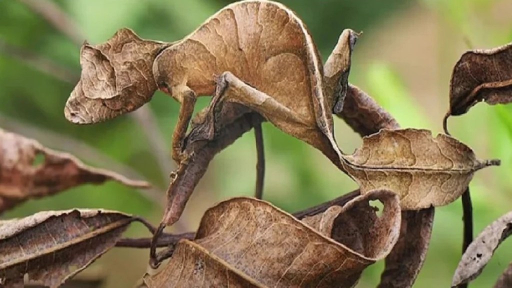 Can you find the animal hidden in the dried leaf