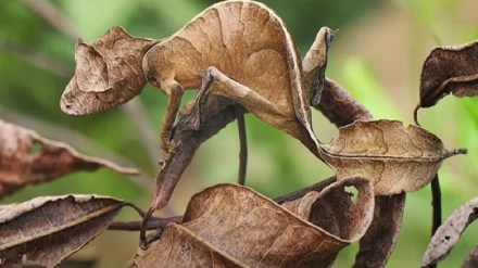 Can you find the animal hidden in the dried leaf