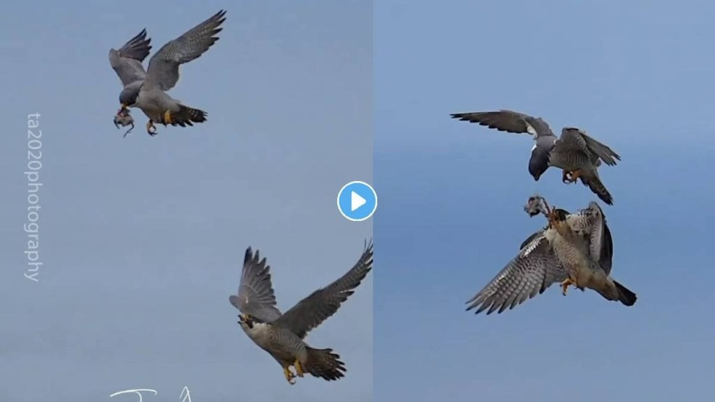 falcon share their food during fly in sky