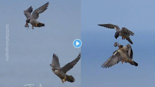falcon share their food during fly in sky