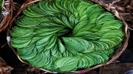 Have a habit of chewing betel leaf? Learn the amazing benefits of this page