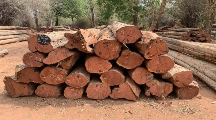 teak wood use for Parliament building in Delhi