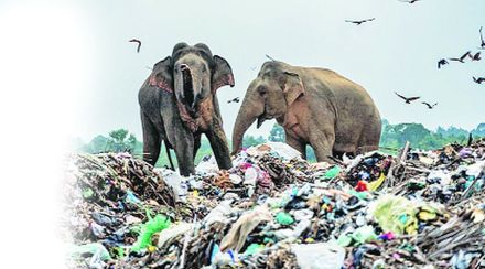 animal plastic animal plastic