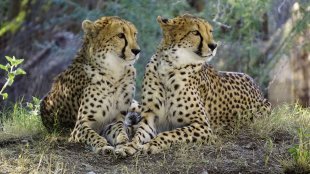 cheetah-viral-news