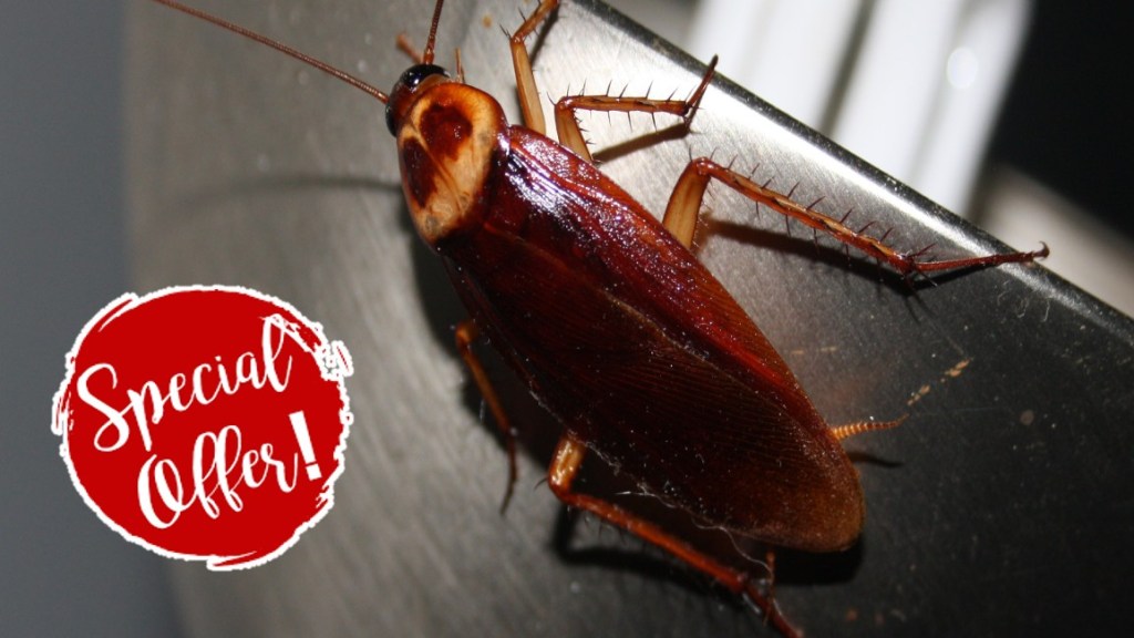 cockroach