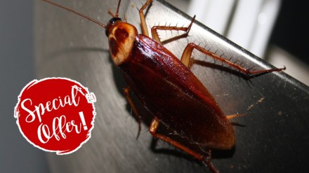 cockroach