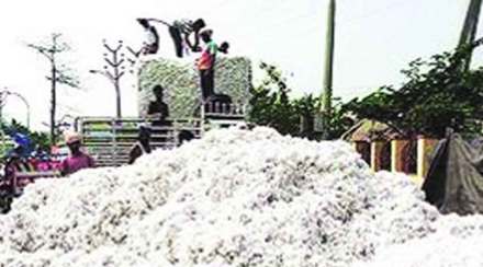 कापूस दरवाढीची गुंतागुंत वाढली ; वस्त्रोद्योग आर्थिक पेचात