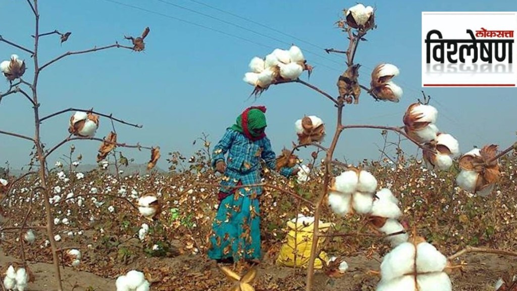 cotton farming cotton farming