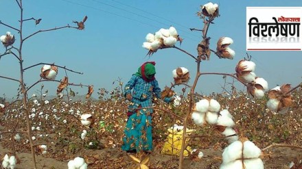 cotton farming cotton farming