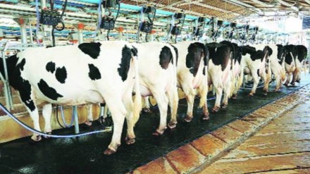 या डेअरीत दररोज २५ हजार लिटर दुधाचे उत्पादन होते. (Financial Express) या डेअरीत दररोज २५ हजार लिटर दुधाचे उत्पादन होते. (Financial Express)