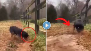 dog viral video