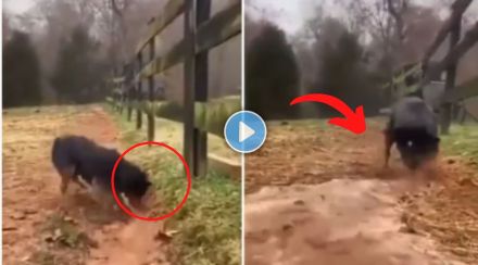 dog viral video