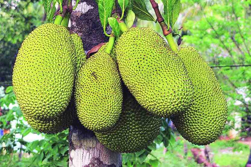 jackfruit jackfruit