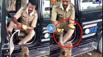 feeding fruit to monkeys