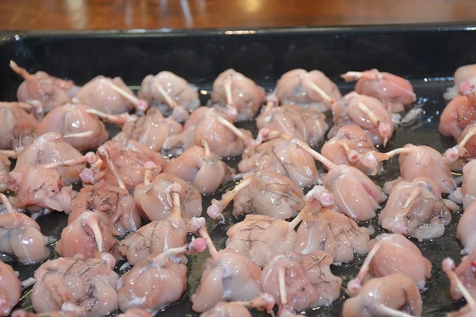 Appetite for Frogs Legs in Europe Driving Species to Extinction Deadly Dish Report