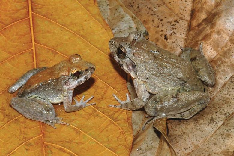 Appetite for Frogs Legs in Europe Driving Species to Extinction Deadly Dish Report