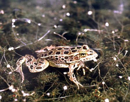 Appetite for Frogs Legs in Europe Driving Species to Extinction Deadly Dish Report