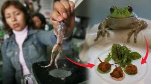 Appetite for Frogs Legs in Europe Driving Species to Extinction Deadly Dish Report